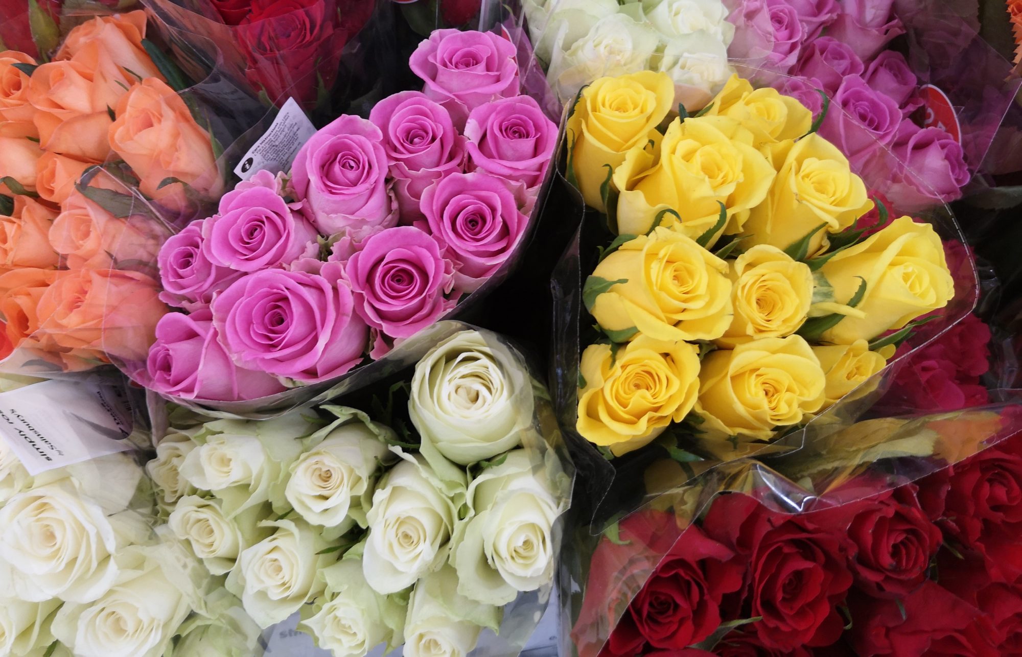 various colored roses
